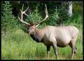 CRW_8638 Elk at side of road